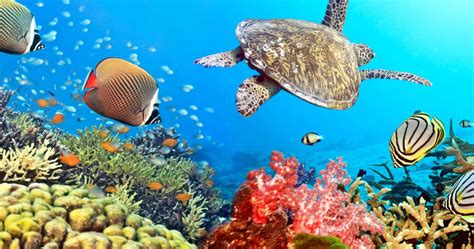 Free Fish Videos: 4K & HD .
